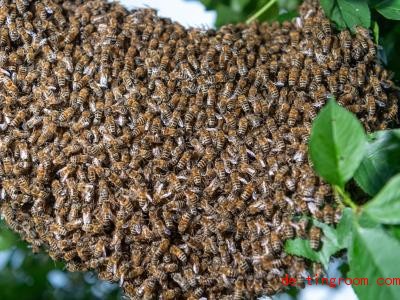  Im diesem Kirschbaum ist viel los. Dort haben sich Tausende Bienen versammelt, die eine neue Bleibe suchen. Foto: Robert Michael/dpa-Zentralbild/dpa 