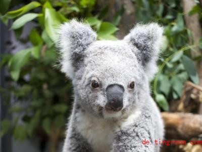  In Leipziger Zoo wohnen seit dem Wochenende zwei Koalas - das Weibchen Mandie siehst du auf diesem Bild. Foto: Zoo Leipzig/ZB 