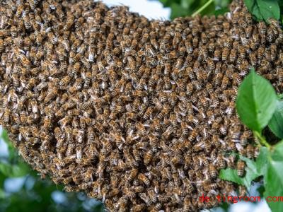  Die Bienenkönigin sucht mit einem Teil des Schwarms ein neues Zuhause. Foto: Robert Michael/dpa-Zentralbild/dpa 