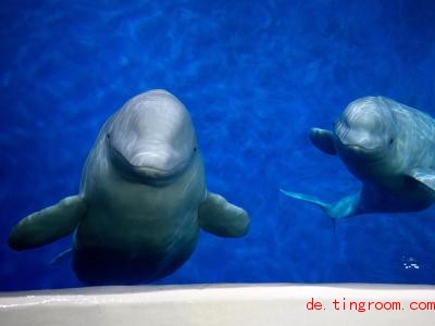  Dies sind die beiden Beluga-Wale. Foto: Aaron Chown/Press Association/dpa 