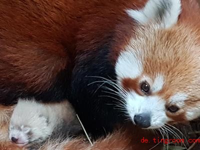  Mitte Juni hat die Rote Panda-Mama Cherry ein Junges zur Welt gebracht. Foto: Zoo Halle 