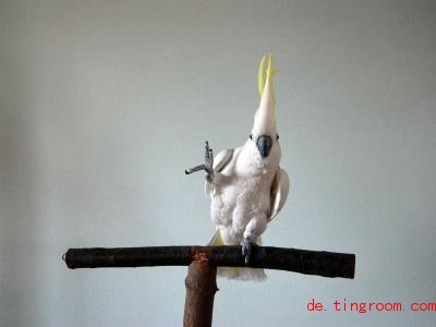  Vögel sind Forschern zufolge die einzigen Tiere, die Bewegungen auf Musik abstimmen können. So wie Kakadu Snowball. Foto: Irena Schulz/Bird Lovers o<em></em>nly /dpa 