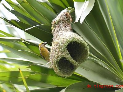  Die Bayaweber sind beso<em></em>nders geschickt beim Bau ihrer Nester. Foto: XinHua 