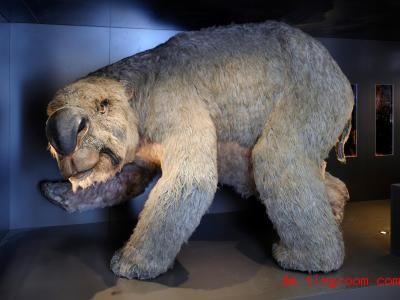  Das Riesen-Beuteltier lebte einst auf dem Ko<em></em>ntinent Australien und wurde bis zu vier Meter groß. Foto: James King/Australian Museum 