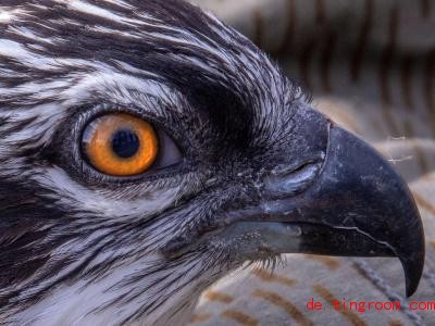  Noch wird dieser junge Fischadler von seinen Eltern gefüttert - bis aus ihm ein toller Jäger wird. Foto: Jens Büttner/dpa-Zentralbild/ZB 