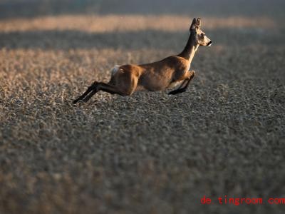  Ein Reh springt durchs Feld. Wenn es auf der Flucht ist, kann es beso<em></em>nders hoch springen. Foto: Lino Mirgeler/dpa 