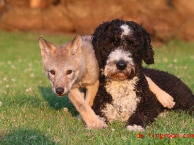  Eine Wölfin und ein Hund: Das ungewöhnliche Paar tollt momentan im Wildpark Lüneburger Heide herum. Foto: Wildpark Lüneburger Heide/dpa 