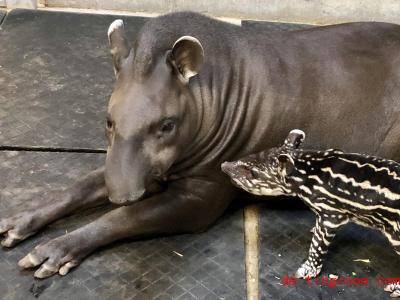  Der kleine Tapir erkundet sein Gehege. Foto: ---/Zoo Magdeburg/dpa 