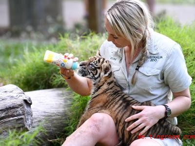  Noch nuckelt der kleine Sumatra-Tiger an der Flasche. Als ausgewachsener Tiger wird er wohl eher Appetit auf Fleisch bekommen. Foto: Dan Peled/AAP/dpa 