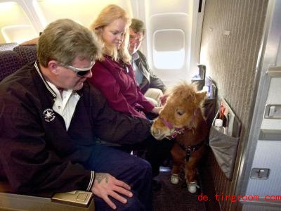  Das Blindenführpferd Cuddles darf im Flugzeug in der Kabine mitreisen. Foto: Erik S. Lesser/dpa 