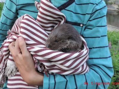  Die Otter-Babys Berta und Fibi werden jetzt erstmal von Menschen versorgt. Foto: -/VIER PFOTEN/APA/dpa 