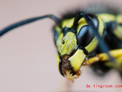  Dieses Jahr haben Fachleute weniger Wespen bemerkt als im vergangenen Sommer. Foto: Julian Stratenschulte/dpa 