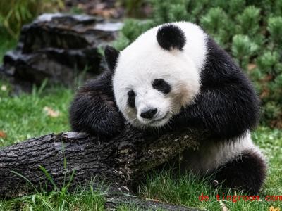  Die Tierpfleger im Zoo hoffen, dass Pandabärin Meng Meng Nachwuchs bekommt. Foto: Paul Zinken/dpa 