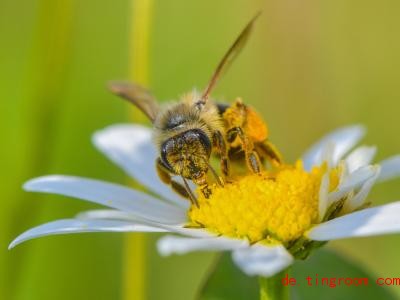  Mit ihrem Rüssel saugen Bienen Nektar aus Blüten. Foto: Patrick Pleul/zb/dpa 
