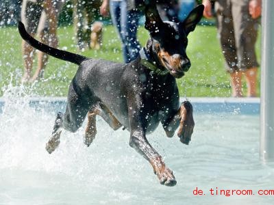  Endlich! Hunde durften am Wochenende ausnahmsweise in ein Freibad. Foto: Stefan Puchner/dpa 