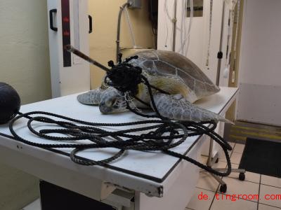  Fachleute haben der verletzten Schildkröte geholfen und die Fangschnur und den Speer entfernt. Foto: The Turtle Hospital/dpa 