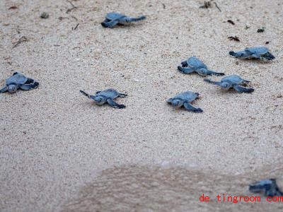  Diese kleinen Meeresschildkröten sind auf dem Weg ins Meer. Foto: Christoph Reichwein/dpa 