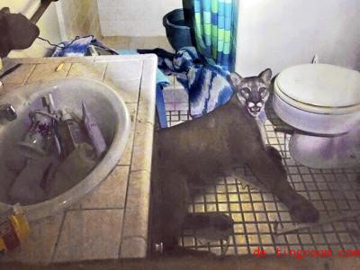  Auf der Flucht war der Puma im Badezimmer gelandet. Durchs Fenster entkam er in die Freiheit. Foto: -/California Department of Fish and Wildlife/AP/dpa 