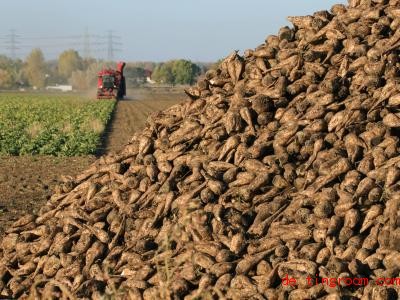  Ein ganzer Berg Zuckerrüben! Damit alle genug Zucker haben, werden viele Rüben angepflanzt. Foto: Peter Förster/zb/dpa 