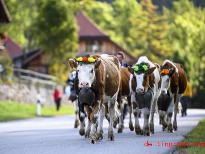  Den Sommer über waren die Rinder in den Bergen. Nun kommen sie zurück ins Tal. Foto: Anthony Anex/KEYSTONE 