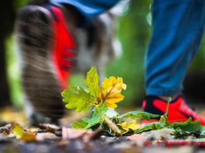  Das bunte Herbstlaub wird in den nächsten Tagen nass. Foto: Frank Rumpenhorst 