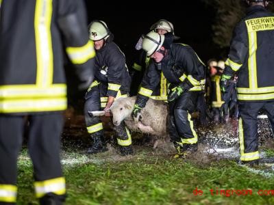  Starker Regen hat eine Weide Ã¼berflutet. Viele Tiere wurden von der Feuerwehr gerettet. Foto: Marcel Kusch/dpa 