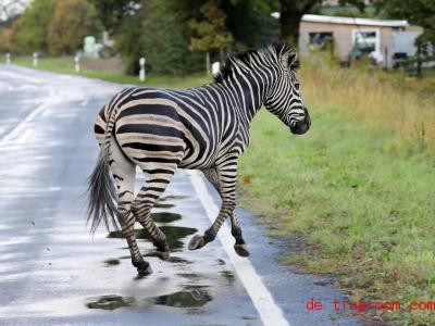  Dieses Zebra ist mit einem Artgenossen aus einem Zirkus ausgebrochen. Foto: Bernd WÃ¼stneck/dpa-Zentralbild/dpa 