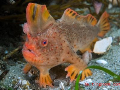  Der Rote Handfisch lebt am Meeresboden. Foto: Rick Stuart-Smith 