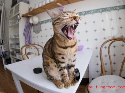  Gääähn! Wenn Katzen langweilig wird, können sie schon mal großes Chaos anrichten. Foto: Axel Heimken/dpa 