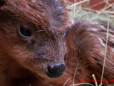  Junge oder Mädchen? Das ist bei diesem neugeborenen Pudu-Hirsch noch nicht klar. Foto: Stefanie Scholler/Zoo Dortmund/dpa 
