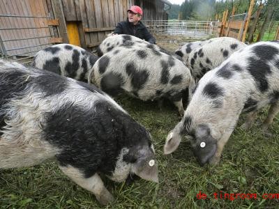  Diese gefleckten Schweine dürfen immer raus und haben genug Platz. Foto: Karl-Josef Hildenbrand/dpa 