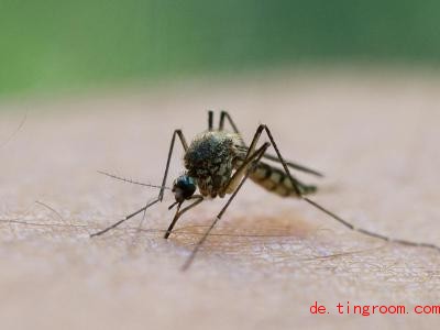  Wenn eine Mücke uns sticht und Blut saugt, kann sie Krankheiten übertragen. Foto: Patrick Pleul/zb/dpa 