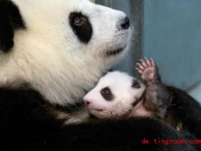  Am kuscheligsten ist es natürlich bei Panda-Mutter Meng Meng. Foto: Zoo Berlin/dpa 