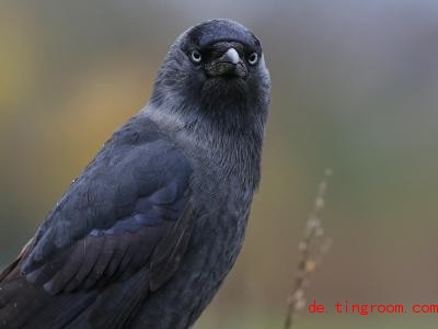  Dohlen sind kleiner als Krähen. Und haben blaue Augen!. Foto: Thomas Warnack/dpa 