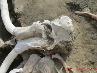  Um Mammuts zu jagen, haben Steinzeit-Menschen wohl gemeinsam Fallgruben gegraben. Foto: NOTIMEX/dpa 