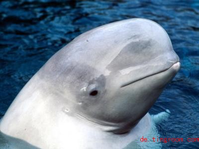  Beluga-Wale werden auch Weißwale genannt, wegen ihrer hellen Haut. Foto: Fotoreport/dpa 