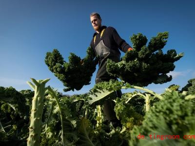  Grünkohl wird im Winter geerntet und enthält viele Vitamine. Foto: Peter Steffen/dpa 