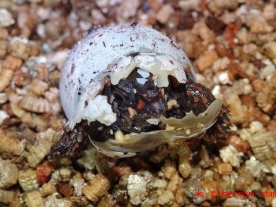  Die kleine Schildkröte schlüpft aus ihrem Ei. Foto: Anna Rauhaus/Zoo Köln/dpa 