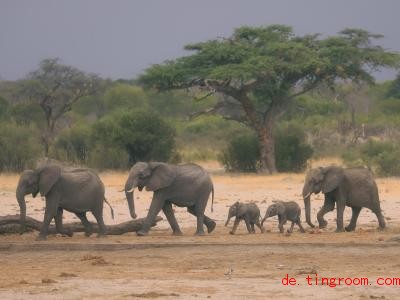  Im Land Simbabwe fehlen Elefanten derzeit Wasser und Futter. Helfer wollen sie deshalb umsiedeln. Foto: -/AP/dpa 