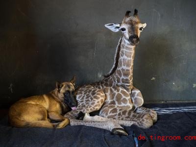  Giraffe Jazz und Hund Hunter sind Freunde geworden. Foto: Jerome Delay/AP/dpa 
