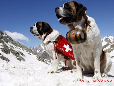  Der Name der Bernhardiner erinnert an einen Bergübergang in der Schweiz. Foto: epa Keystone Maire/epa Keystone/dpa 