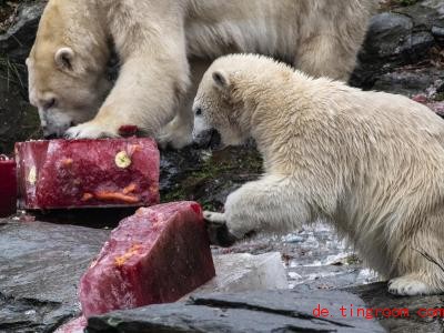  Eisbärenkind Hertha bekam zum Geburtstag eine Eistorte und teilte mit Mama Tonja. Foto: Paul Zinken/dpa 