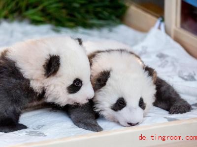  Diese beiden Panda-Babys sind Zwillinge. Sie wurden im Zoo Berlin geboren. Foto: Christoph Soeder/dpa 