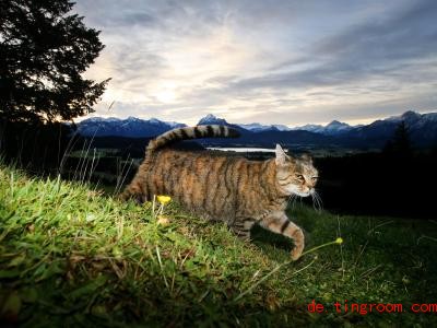  Katzen jagen gerne bei ihren Streifzügen. Das ist manchmal ein Problem. Foto: Karl-Josef Hildenbrand/dpa 