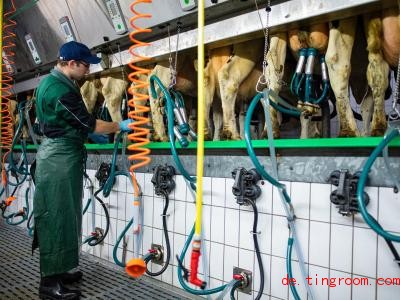  Sechs Kühe auf einmal muss jeder Teilnehmer in dem Wettbewerb melken. Foto: Guido Kirchner/dpa 