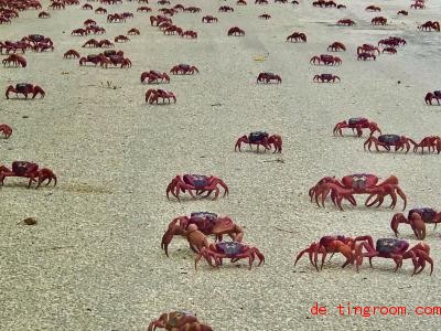  Millio<em></em>nen Krabben sind auf einer Insel im Indischen Ozean auf Wanderung. Viele Touristen reisen extra für das Spektakel an. Foto: -/Christmas Island Tourism/dpa 