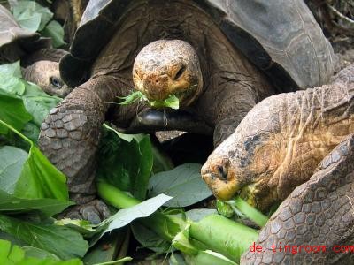  Die Riesenschildkröten gehören zu den Beso<em></em>nderheiten der Inseln. Foto: Jan-Uwe Ronneburger/dpa 
