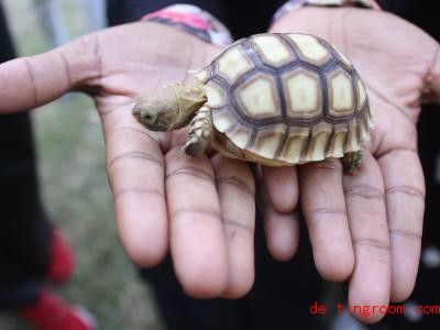  Solche kleinen Schildkröten laufen im Land Sudan in Afrika um die Wette. Foto: Saba Siddiq/dpa 