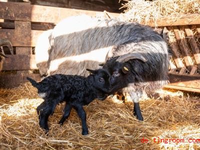  Das Lamm ist erst einige Stunden alt und hält sich nah an der Mutter. Foto: Philipp Schulze/dpa 