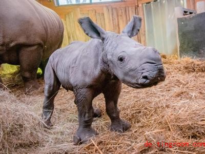  Nashorn-Junge Willi ist der neue Star im Dortmunder Zoo. Foto: Marcel Stawinoga/Zoo Dortmund/dpa 